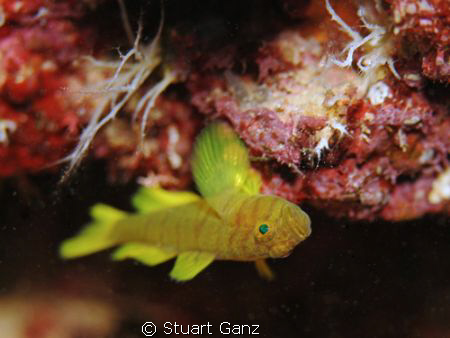 Golden Green Goby by Stuart Ganz 