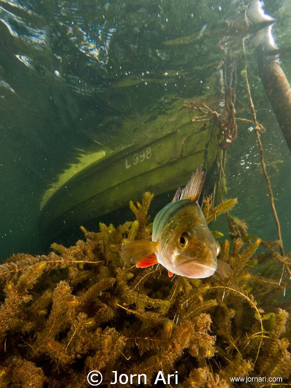 European perch (Perca fluviatilis) 
Olympus E-420 With I... by Jorn Ari 