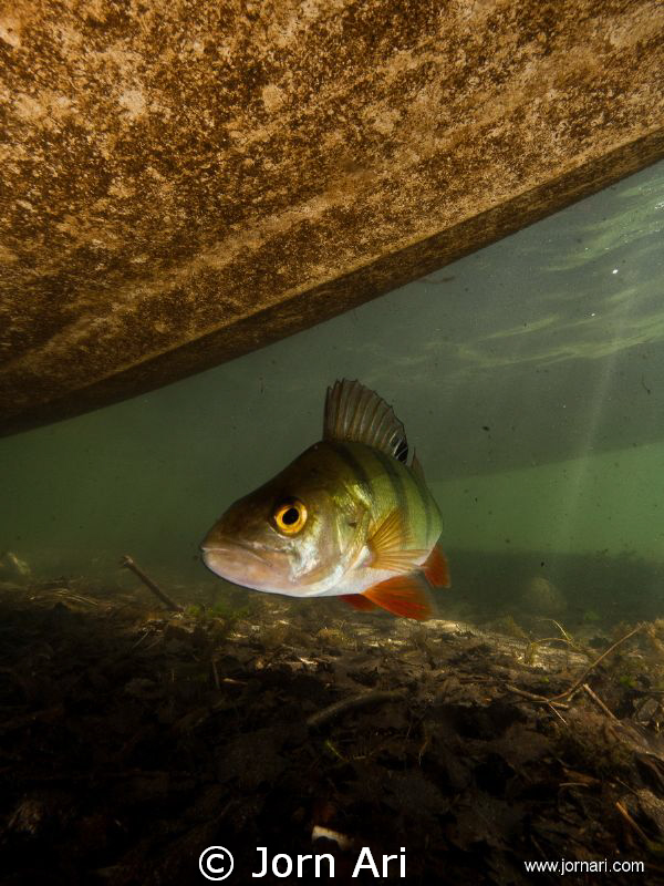 European perch (Perca fluviatilis) 
Olympus E-420 With I... by Jorn Ari 