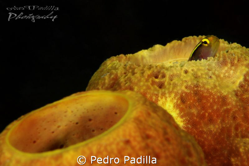 Goby's House
Nikon D80 with 15mm lens, One strobe Ikelit... by Pedro Padilla 