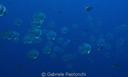 Batfish Shool by Gabriele Pastonchi 
