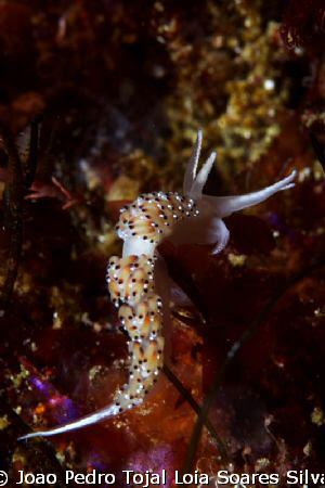 Caloria elegans. This species shows some color variation ... by Joao Pedro Tojal Loia Soares Silva 