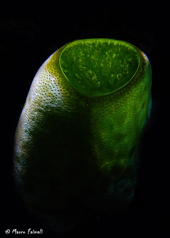 Ascidian.....

(Compact camera Nikon Coolpix 8400 in Ik... by Marco Faimali 