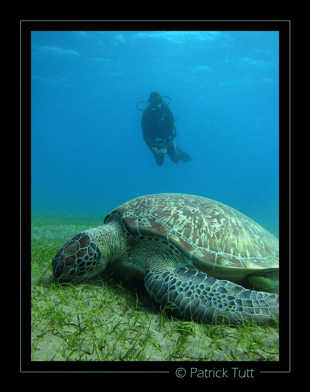 lunch time in a field of sea grass - Marsa Abu Abab - Egy... by Patrick Tutt 
