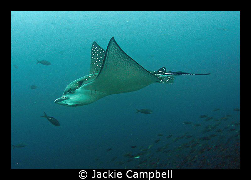 Eagle ray at Darwin Arch, Galapagos.....canon ixus 700, mwb by Jackie Campbell 