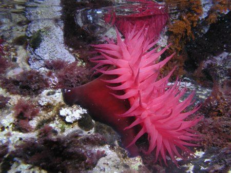 Actinia equina mediterranea in Adriatic, near by Cres isl... by Laszlo Maraczi 