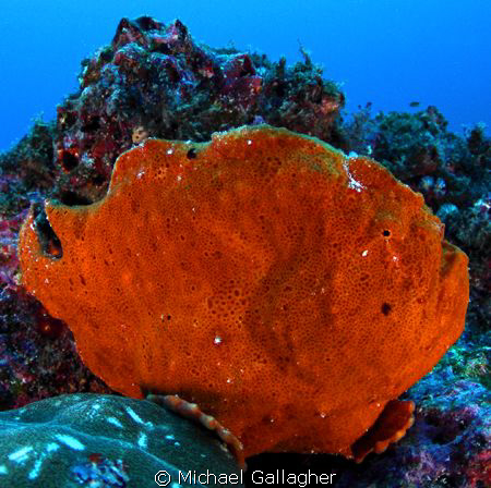 Commersons frogfish, Cocos Island, off the coast of Costa... by Michael Gallagher 