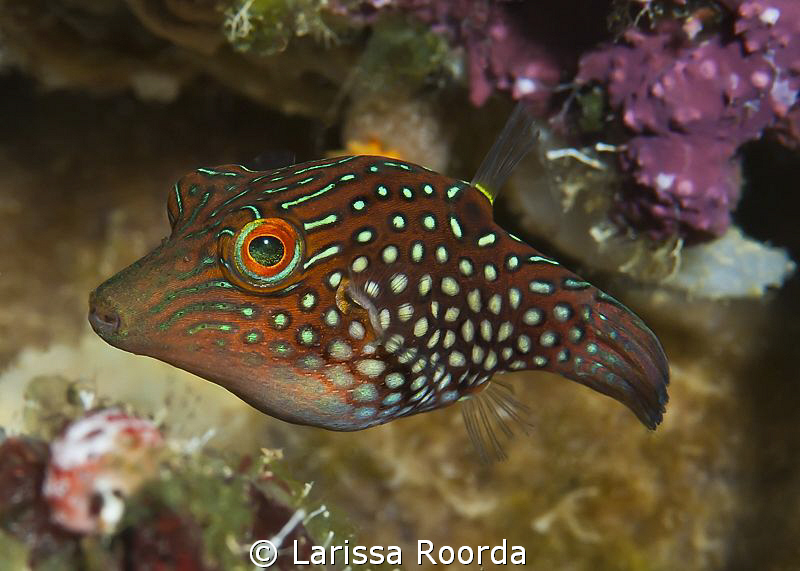 Green-spotted Toby, Truk Lagoon. by Larissa Roorda 