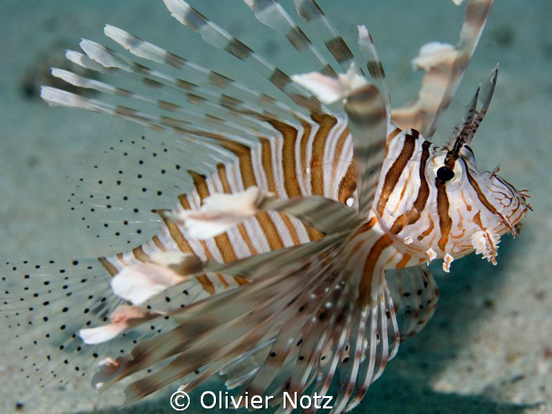 young lion fisch hovering over the ground by Olivier Notz 