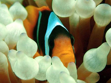 clown fish of the red sea by Guja Tione 