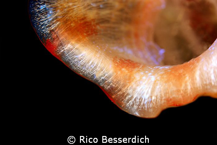 A close view.... by Rico Besserdich 