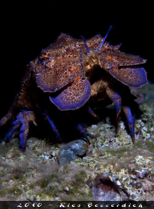 Spanish Lobster at night. As shot 2 days ago in Kas/Antal... by Rico Besserdich 