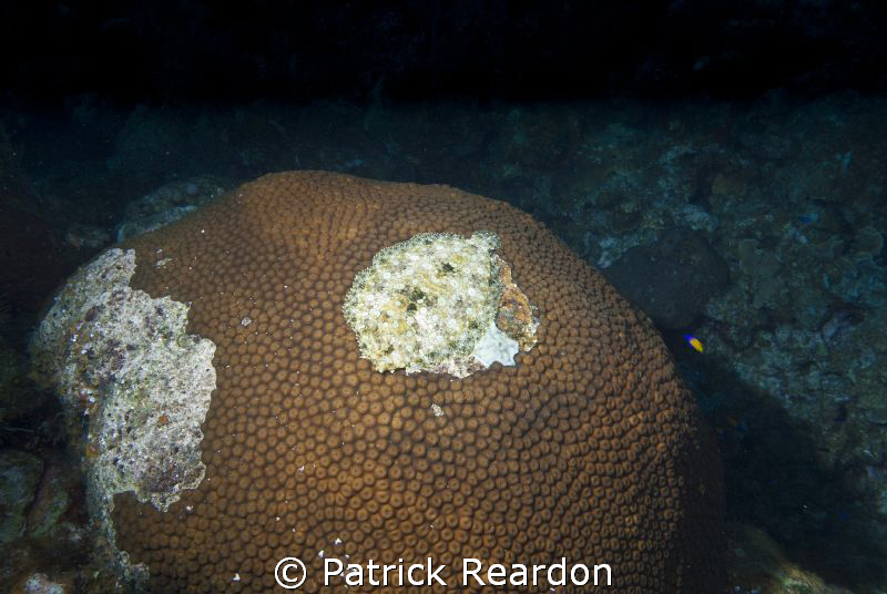 I couldn't figure out why Chris, our divemaster, was so i... by Patrick Reardon 