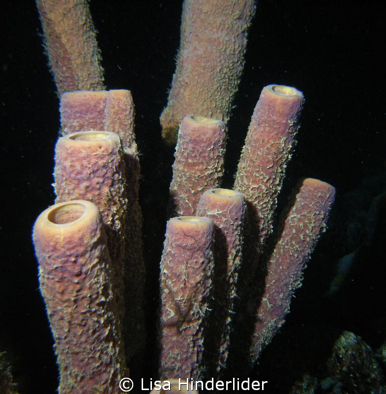 Nite Sponges by Lisa Hinderlider 