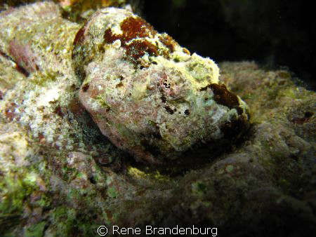 Night dive - housereef Zabargad Resport, Hamata by Rene Brandenburg 
