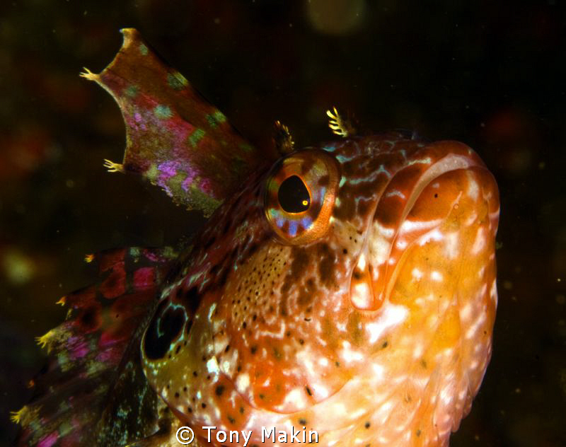 Klipvis by Tony Makin 