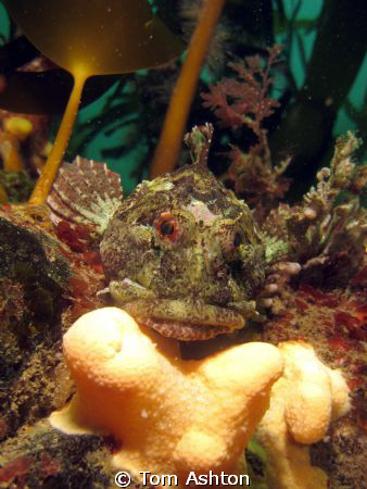 A friendly scorpion fish at Nestends gully, Eyemouth.
Ca... by Tom Ashton 