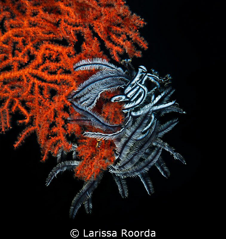 Dramatic crinoid.  70mm.  Palau by Larissa Roorda 