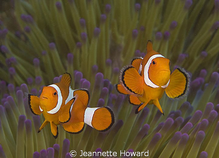 Clown Fish in Raja Ampat, Indonesia  Nikon D90 by Jeannette Howard 
