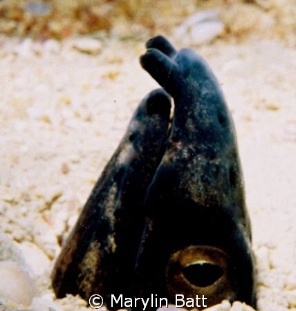 Snake Eel.  Atlantis Resort.  Nikonos V with close up lens. by Marylin Batt 