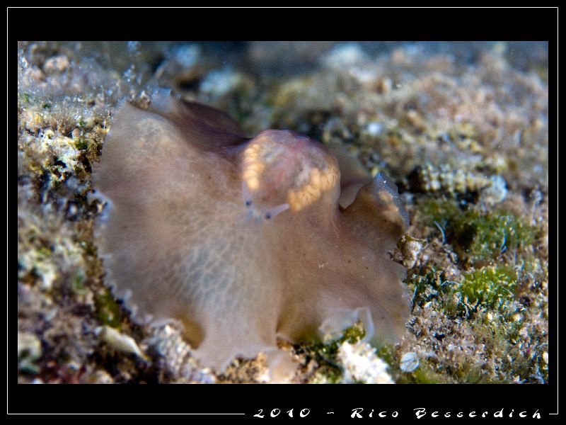 How flat can you get ? ( Flat-Worm, shot at night ) by Rico Besserdich 
