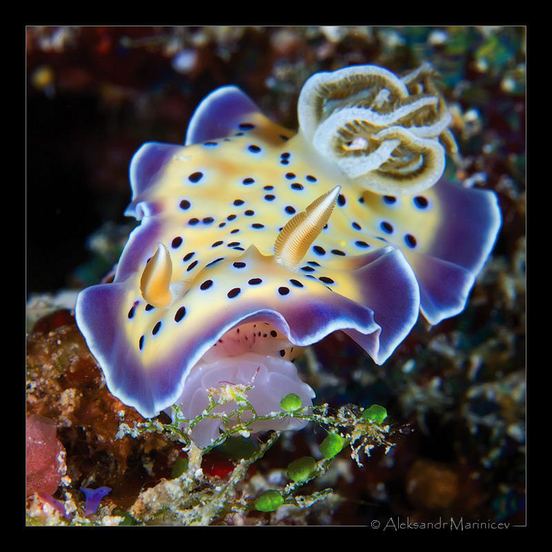 Do not eat the green berries!
Chromodoris-kuniei by Aleksandr Marinicev 