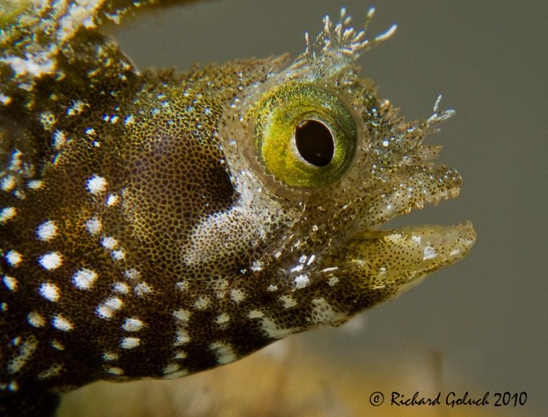 Portrait of a Secretary Blenny-Bonaire by Richard Goluch 