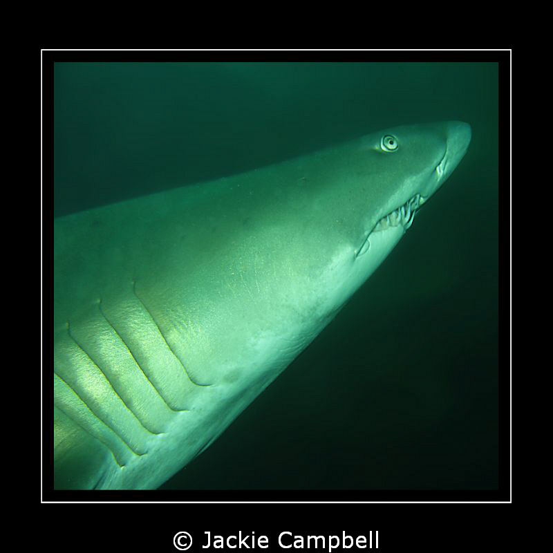One of my first underwater photos. Grey nurse shark at th... by Jackie Campbell 