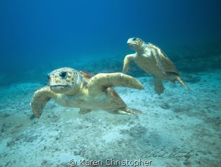 "Dance Partners"
Loggerhead turtles off Jupiter, FL by Karen Christopher 