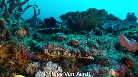 Crocodile fish Chilling. by Russ Van Aardt 