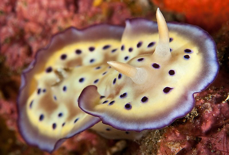 Chromodoris Kunei by Charles Wright 