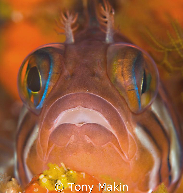 klipvis by Tony Makin 