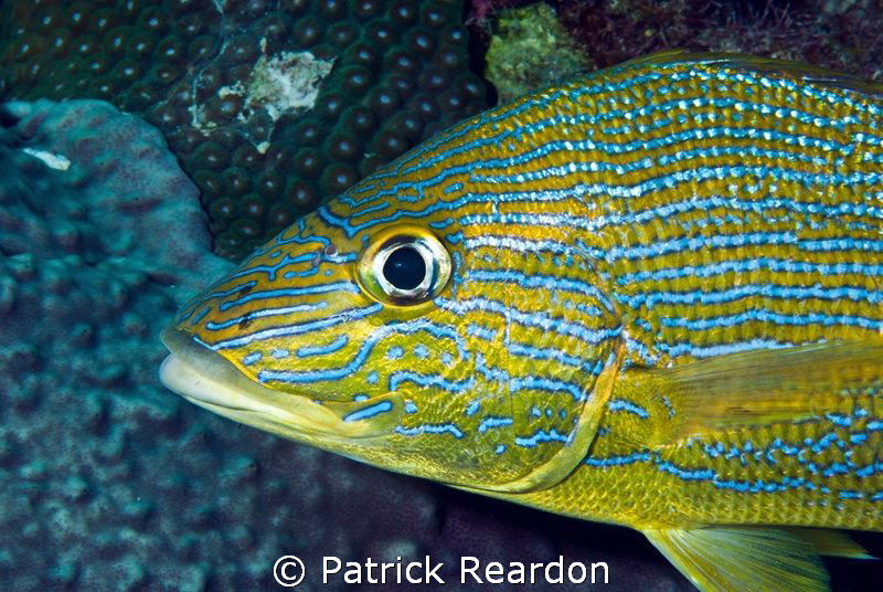 Portrait of a Bluestriped Grunt.  Nikon D200, 105mm. by Patrick Reardon 