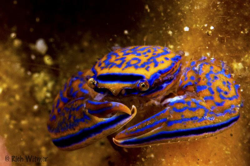 Crab between the ribs of a barrel sponge.  D300/Inon Stro... by Richard Witmer 