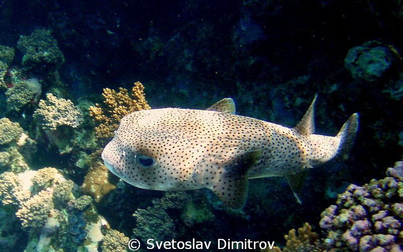Puffer Fish. Close focus. Olimpys M 700 by Svetoslav Dimitrov 