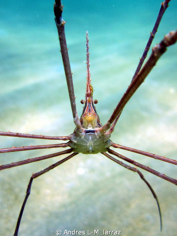 CONEHEAD /Arrow crab by Andres L-M_larraz 