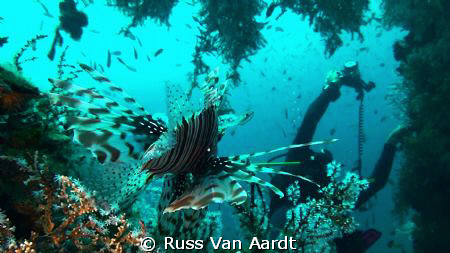 LIONfish prepares to pounce! by Russ Van Aardt 