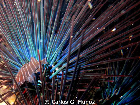 Spiny Shelter.
Juvenile grouper Dermatolepis dermatolepi... by Carlos G. Munoz 