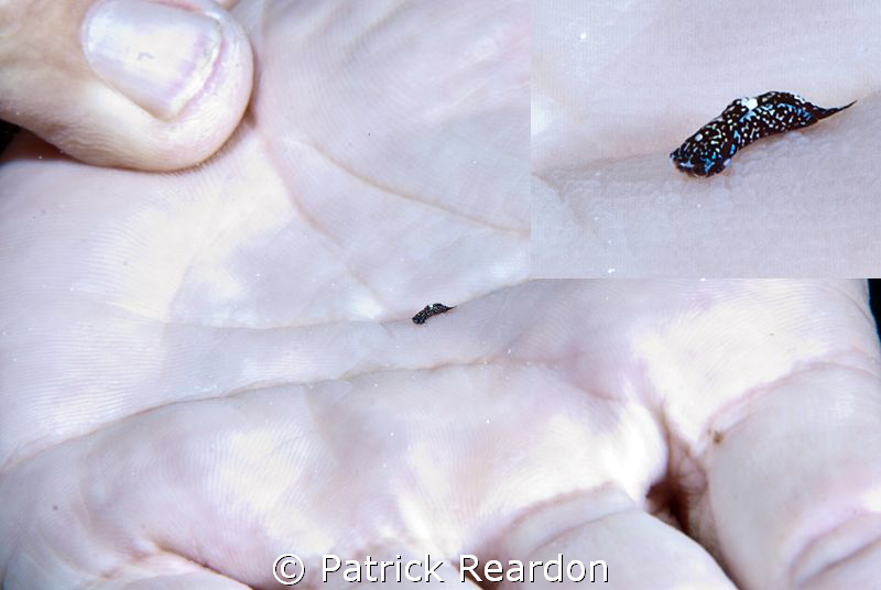 Chris Alpers, our divemaster, used a magnifying glass for... by Patrick Reardon 