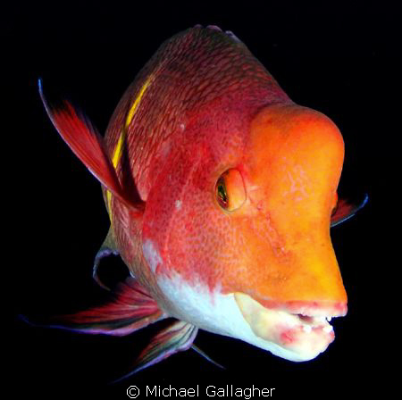Mexican Hogfish, Cocos Island - shot taken with Tokina 10... by Michael Gallagher 