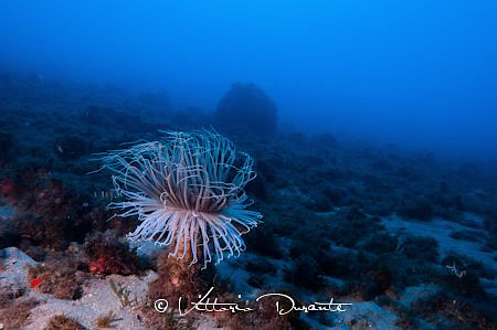 Cerianthus membranaceus by Vittorio Durante 