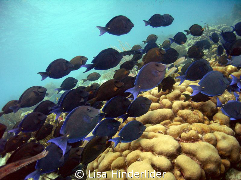 Riding the "Tang" Highway by Lisa Hinderlider 