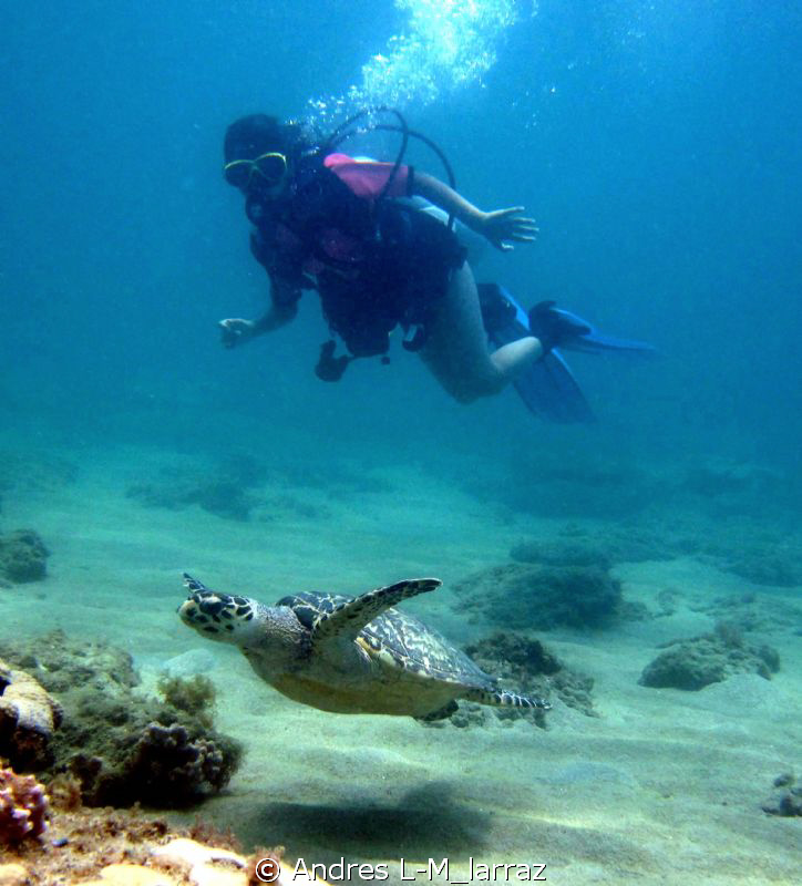 Turtle and girl diver by Andres L-M_larraz 