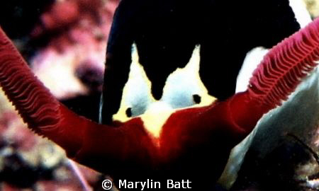 The EYE'S have it, 1:1 face shot of Nembrotha Nudi.  Atla... by Marylin Batt 