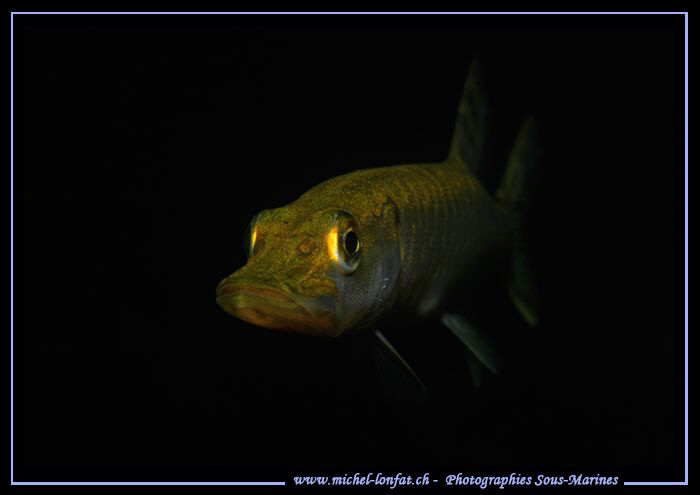 Yesterdays dive with my new 105VR from Nikon... Really an... by Michel Lonfat 