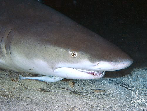 The Lemon Sharks landing and taking off at night was exci... by Steven Anderson 