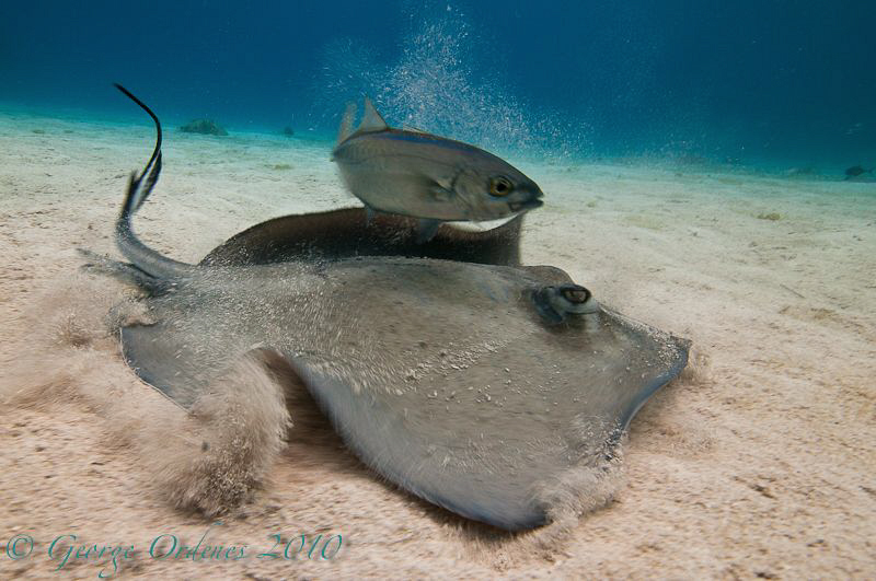 Sting ray and jack shot with a magic filter.
D300 11-16m... by George Ordenes 