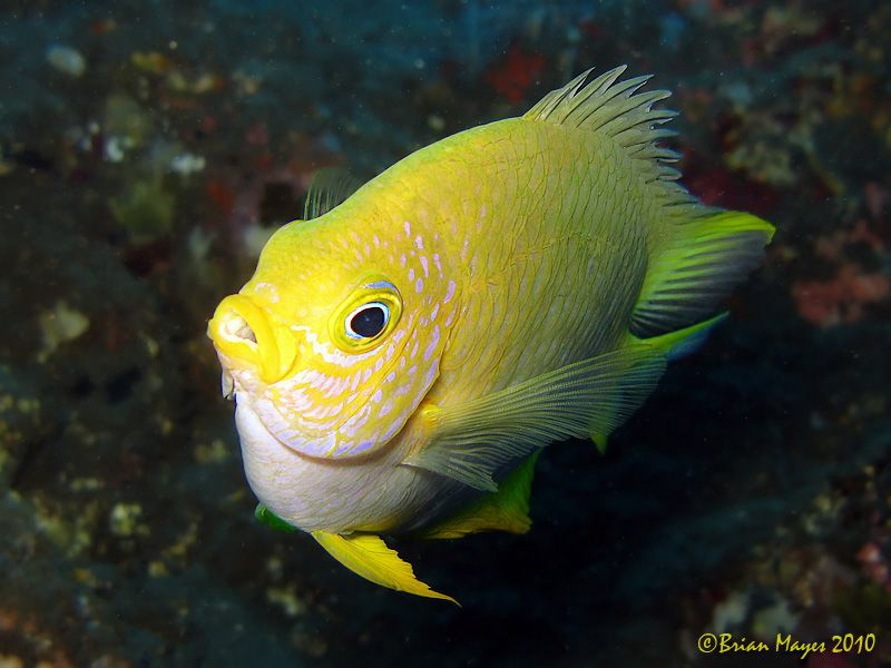 Golden Damsel (Amblyglyphidodon aureus)...¸><((((º> by Brian Mayes 