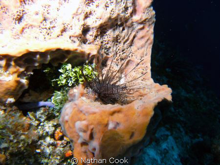 Lion Fish by Nathan Cook 