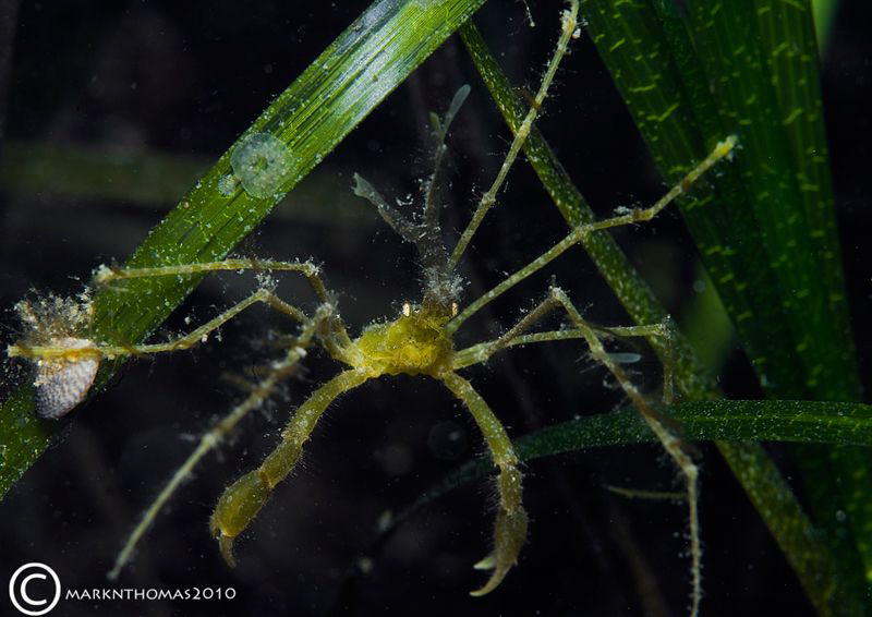 Long-legged spider crab on sea grass.
Coral Strand, Conn... by Mark Thomas 